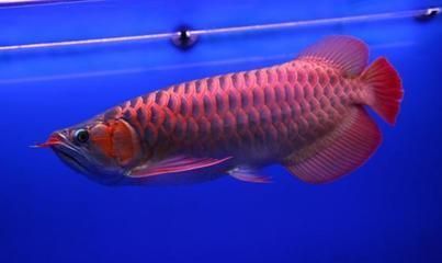 廈門市<strong><mark>思明</mark></strong>區可儷愛水族館（可麗愛水族館）