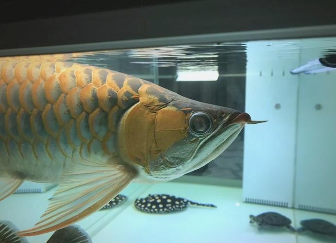 龍魚蒙眼怎么回事圖片