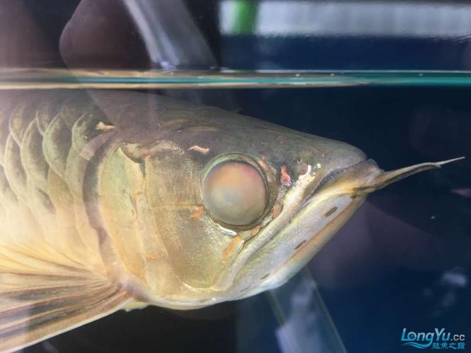 龍魚蒙眼怎么回事圖片