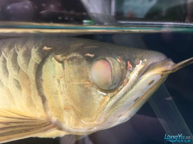 龍魚蒙眼怎么回事圖片