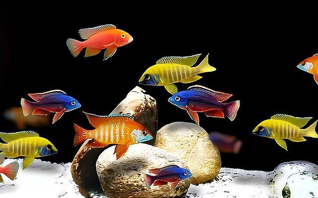 龍魚蒙眼怎么回事圖片