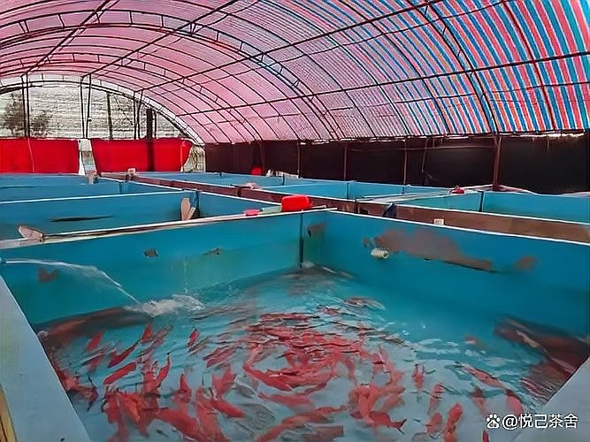 龍魚蒙眼怎么回事圖片
