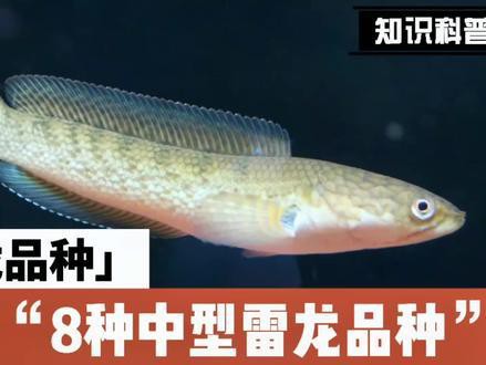 新手養雷龍魚技巧