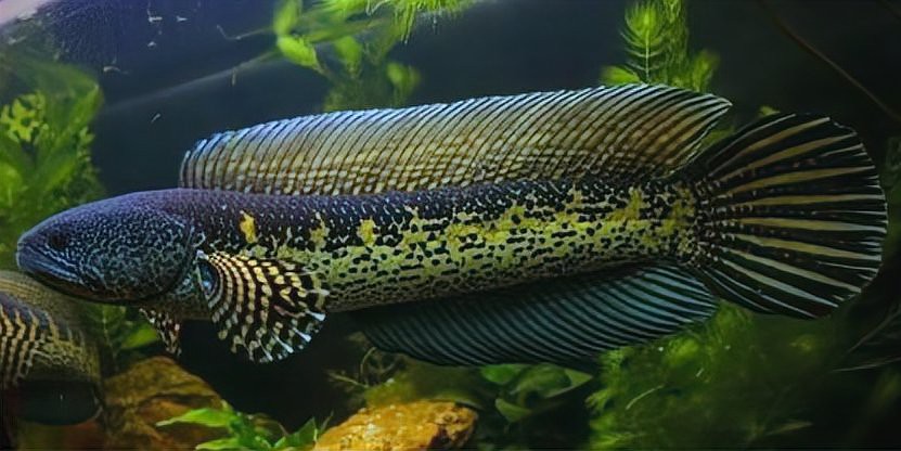新手養雷龍魚技巧