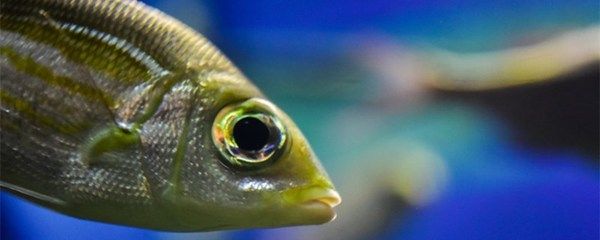 龍魚的溫度是多少合適的呢（龍魚適宜水溫為25°c至30°c，這個溫度區(qū)間有助于維持其正常生理功能）