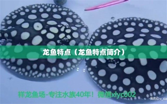 龍魚是什么樣的魚(龍魚是一種什么樣的魚,如何辨別龍魚的性別) 龍魚百科 第3張 龍魚是什么樣的魚(龍魚是一種什么樣的魚,如何辨別龍魚的性別) 龍魚是什么樣的魚(龍魚是一種什么樣的魚,如何辨別龍魚的性別) 龍魚百科 第3張