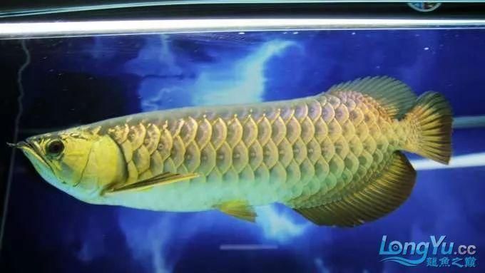龍魚是什么樣的魚(龍魚是一種什么樣的魚,如何辨別龍魚的性別) 龍魚百科 第5張 龍魚是什么樣的魚(龍魚是一種什么樣的魚,如何辨別龍魚的性別) 龍魚是什么樣的魚(龍魚是一種什么樣的魚,如何辨別龍魚的性別) 龍魚百科 第5張