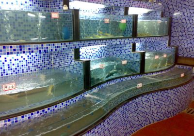 廣州魚缸定做廠家：水族工程的歷史演變水族工程的歷史演變：廣州地區有哪些魚缸定做廠家