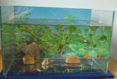 什么叫土龍魚缸養魚：什么叫土龍魚缸養魚，土龍魚缸養魚的方法和技巧和技巧