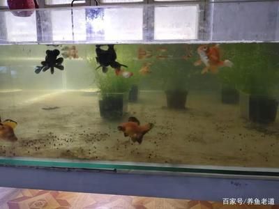 魚缸水渾濁怎么辦：養魚新手入門指南：魚缸水渾濁可能由多種因素引起