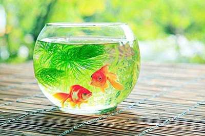 魚缸水渾濁怎么辦：養魚新手入門指南：魚缸水渾濁可能由多種因素引起