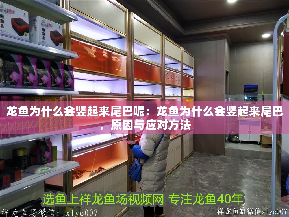 龍魚為什么會豎起來尾巴呢：龍魚為什么會豎起來尾巴，原因與應對方法