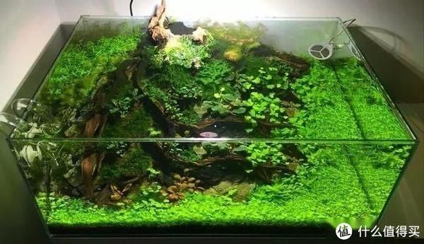 龍魚為什么會豎起來尾巴呢：龍魚為什么會豎起來尾巴，原因與應對方法