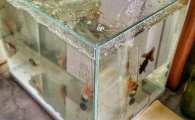 魚缸換水后水發白霧蒙蒙通常是由于硝化系統崩潰導致的：魚缸換水后水發白霧蒙蒙怎么辦