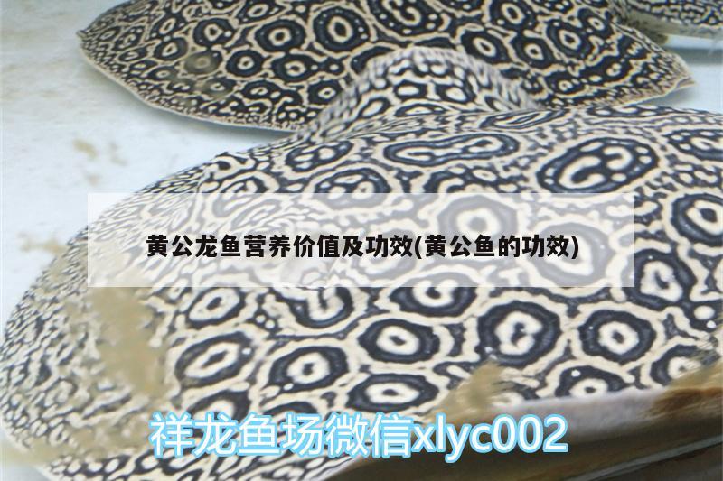 黃公龍魚營養價值及功效(黃公魚的功效)