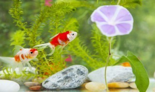 便宜好用的魚缸（亞克力魚缸日常維護方法普通玻璃魚缸日常維護方法）