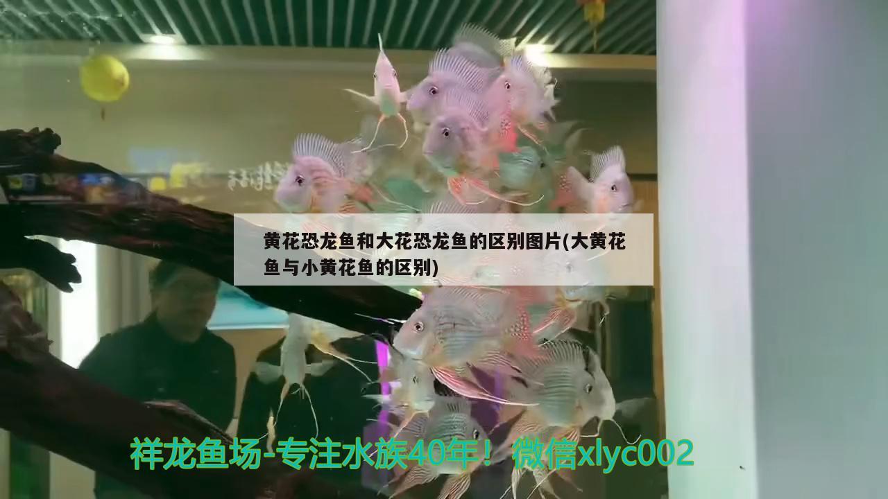 蚌埠光彩大市場魚缸店地址在哪里啊（蚌埠光彩大市場魚缸店地址在哪里啊多少錢）