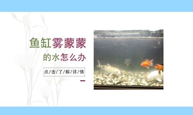 魚缸水發白霧蒙蒙的解決辦法是什么，如何建立魚缸硝化系統