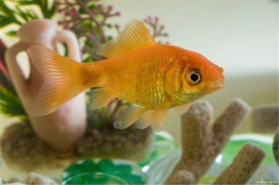 魚缸水發(fā)白霧蒙蒙通常是由于水質(zhì)問題引起的：魚缸水發(fā)白霧蒙蒙怎么辦 魚缸水發(fā)白霧蒙蒙通常是由于水質(zhì)問題引起的：魚缸水發(fā)白霧蒙蒙怎么辦 魚缸百科 第2張