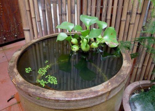 魚缸共生植物：幾種常見的魚缸共生植物