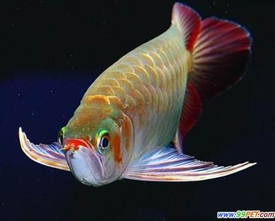 龍魚的分類方法：龍魚分類方法 龍魚的分類方法：龍魚分類方法 龍魚百科 第3張