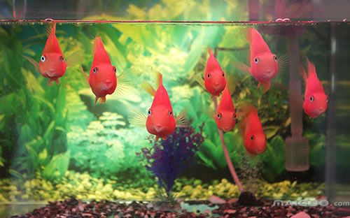 水國內十大花池造景廠商排名：十大魚缸用品廠商排名榜：閩江水族器材及寵物產品排名