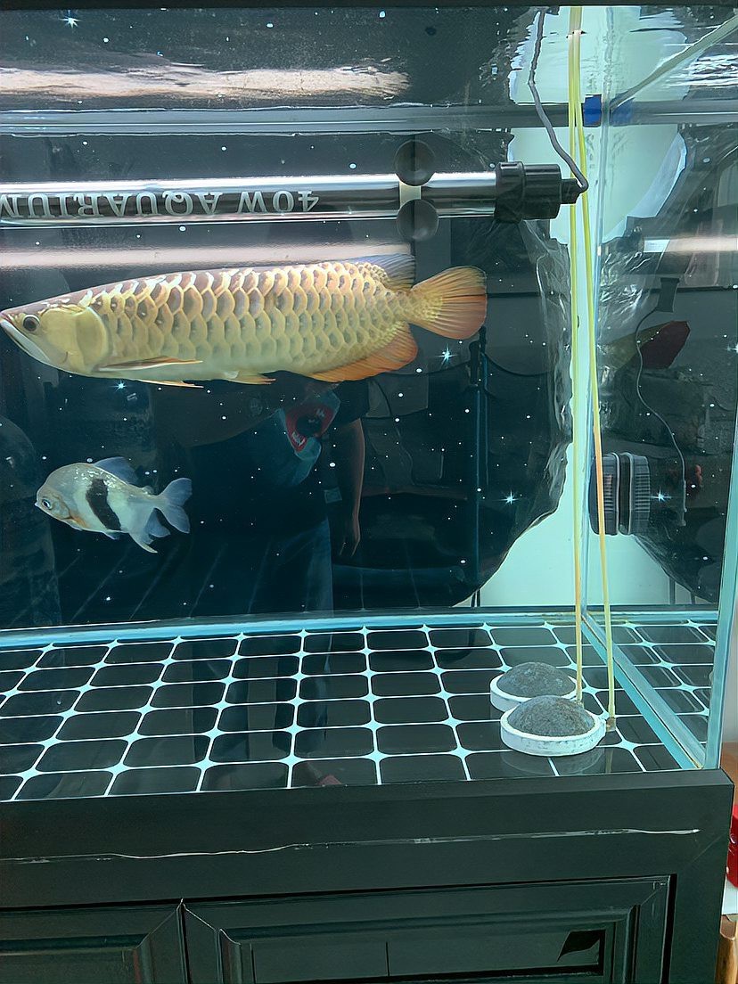 紅龍魚BTL混養需要多大的魚缸？