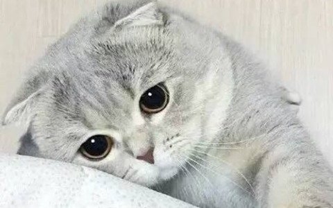 吉印刀鋒好用嗎知乎(吉印刀鋒好用嗎知乎推薦) 吉印水族 第2張 吉印刀鋒好用嗎知乎(吉印刀鋒好用嗎知乎推薦) 吉印刀鋒好用嗎知乎(吉印刀鋒好用嗎知乎推薦) 吉印水族 第2張