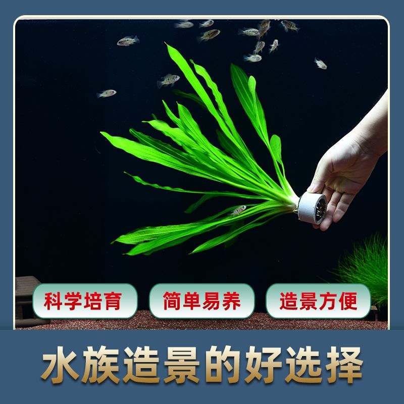 淡水魚缸的水草適合養護水草的水草種類、觀賞價值高：淡水魚缸養護技巧