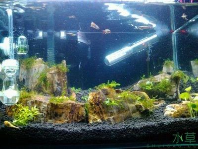 好點的魚缸（好點的魚缸,通過以上信息幫助您選擇到合適的魚缸）