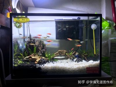好點的魚缸（好點的魚缸,通過以上信息幫助您選擇到合適的魚缸）