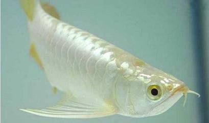 白色龍魚的種類搜：白色的龍魚是什么品種