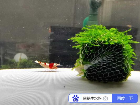 魚(yú)缸gh是什么:如何降低魚(yú)缸gh值,魚(yú)缸水質(zhì)檢測(cè)工具選擇 魚(yú)缸百科 第2張 魚(yú)缸gh是什么:如何降低魚(yú)缸gh值,魚(yú)缸水質(zhì)檢測(cè)工具選擇 魚(yú)缸gh是什么:如何降低魚(yú)缸gh值,魚(yú)缸水質(zhì)檢測(cè)工具選擇 魚(yú)缸百科 第2張