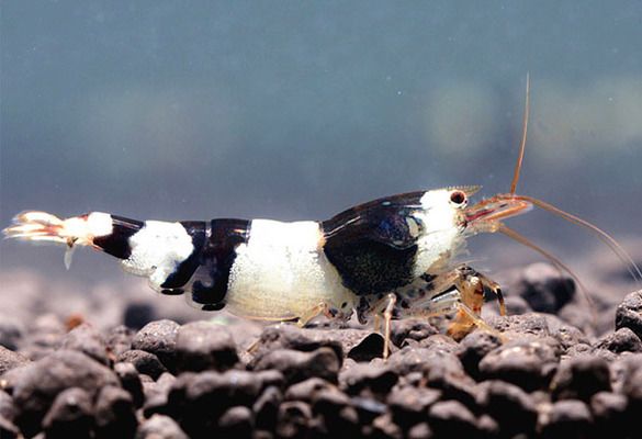 魚(yú)缸gh是什么:如何降低魚(yú)缸gh值,魚(yú)缸水質(zhì)檢測(cè)工具選擇 魚(yú)缸百科 第1張 魚(yú)缸gh是什么:如何降低魚(yú)缸gh值,魚(yú)缸水質(zhì)檢測(cè)工具選擇 魚(yú)缸gh是什么:如何降低魚(yú)缸gh值,魚(yú)缸水質(zhì)檢測(cè)工具選擇 魚(yú)缸百科 第1張