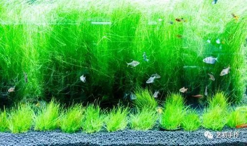 魚(yú)缸gh是什么:如何降低魚(yú)缸gh值,魚(yú)缸水質(zhì)檢測(cè)工具選擇 魚(yú)缸百科 第5張 魚(yú)缸gh是什么:如何降低魚(yú)缸gh值,魚(yú)缸水質(zhì)檢測(cè)工具選擇 魚(yú)缸gh是什么:如何降低魚(yú)缸gh值,魚(yú)缸水質(zhì)檢測(cè)工具選擇 魚(yú)缸百科 第5張