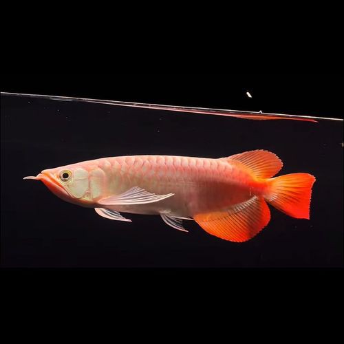 紅龍魚有幾種顏色的圖片和名稱