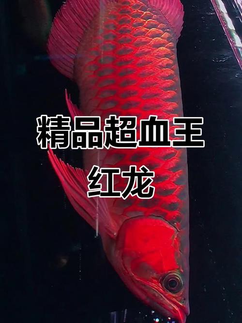 紅龍魚有幾種顏色的圖片和名稱