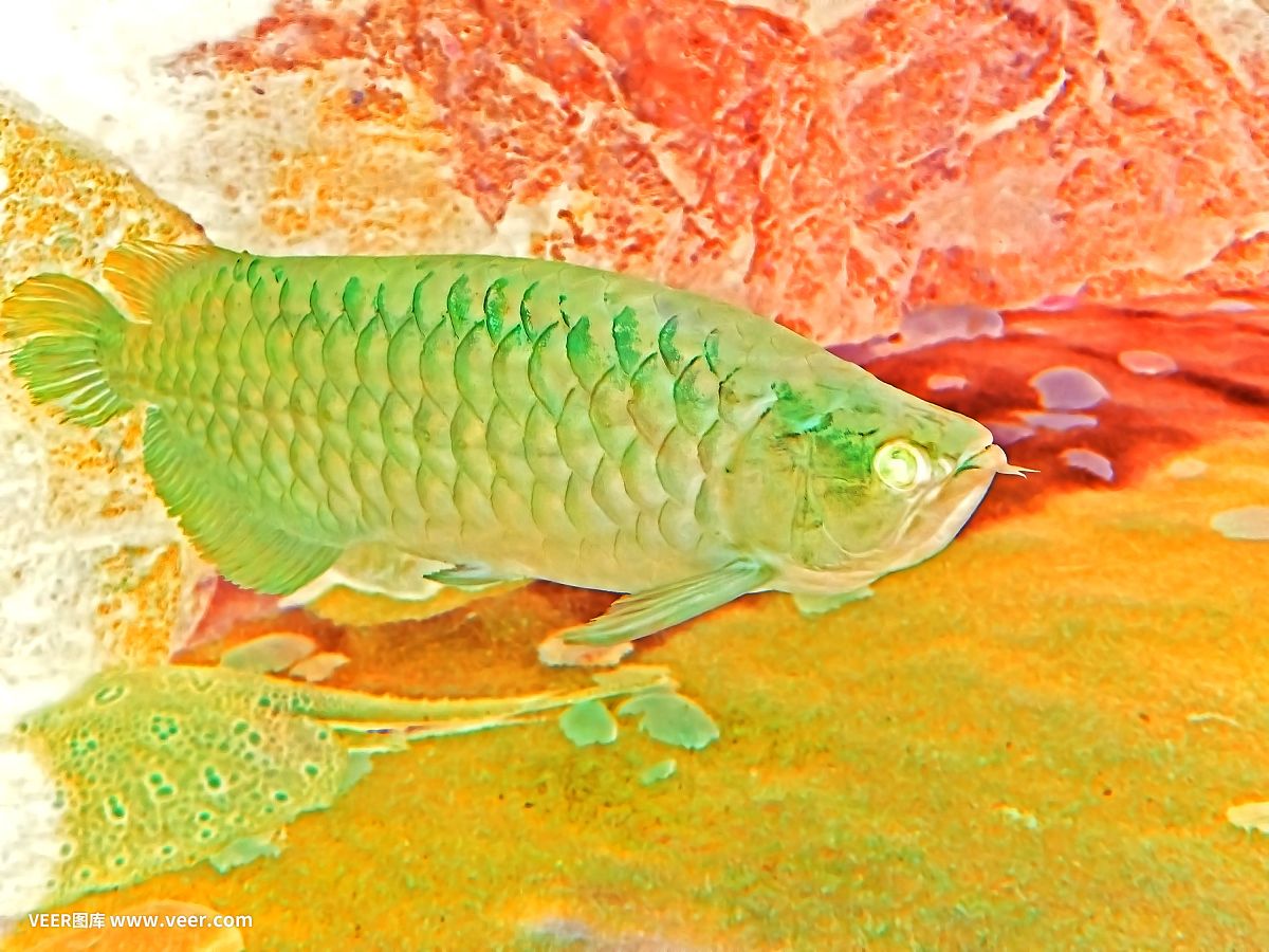 成年龍魚一天吃多少：成年龍魚一天喂食多少 成年龍魚一天吃多少：成年龍魚一天喂食多少 龍魚百科 第1張
