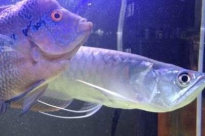 成年龍魚一天吃多少：成年龍魚一天喂食多少 成年龍魚一天吃多少：成年龍魚一天喂食多少 龍魚百科 第2張