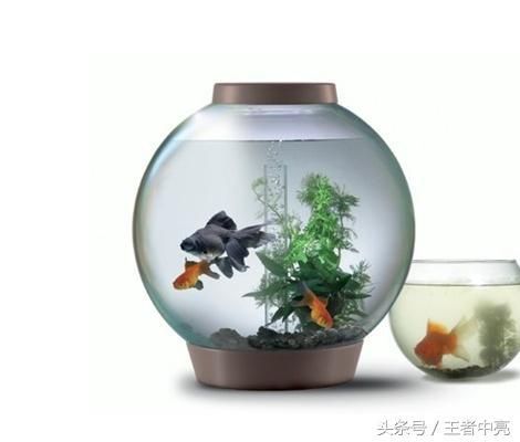 魚缸擺放位置和數量的影響：家居風水魚缸擺放技巧