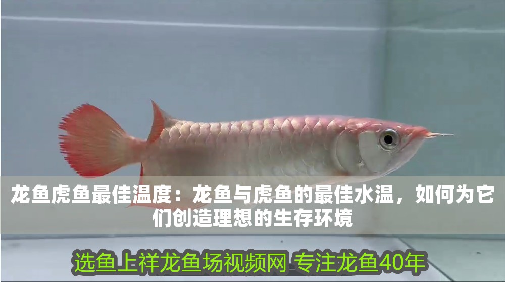 龍魚虎魚最佳溫度：龍魚與虎魚的最佳水溫，如何為它們創(chuàng)造理想的生存環(huán)境