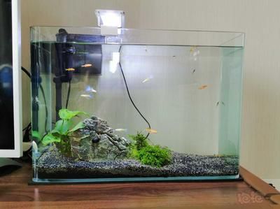 魚缸清道夫哪種好養，清道夫魚缸混養指南 魚缸清道夫哪種好養，清道夫魚缸混養指南 龍魚百科 第4張