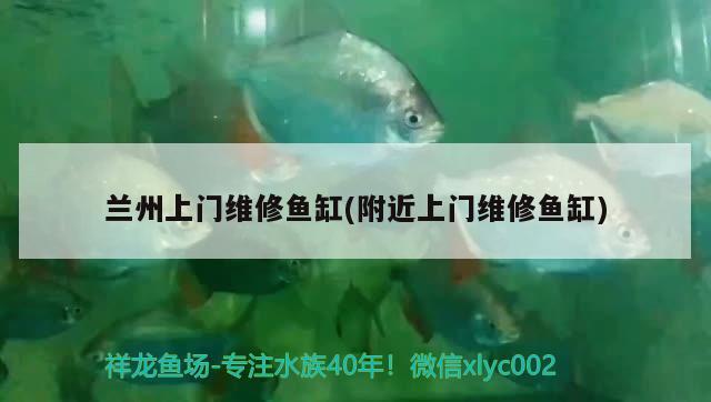 蘭州上門維修魚缸(附近上門維修魚缸) 蘭州上門維修魚缸(附近上門維修魚缸) 魚缸百科 第3張