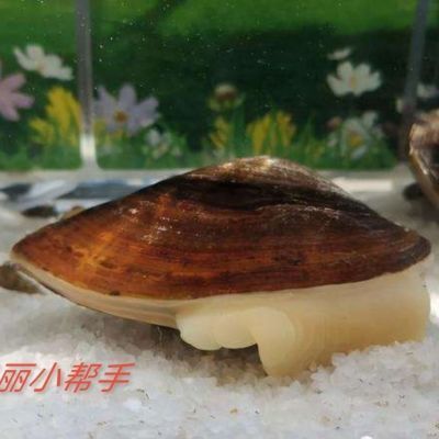 河蚌養(yǎng)在魚缸里會活嗎視頻（河蚌在魚缸里養(yǎng)活的河蚌可以在缸底鋪一層泥沙，河蚌可以養(yǎng)活）