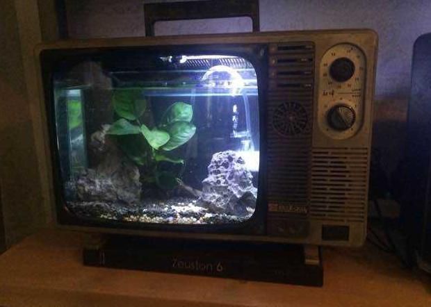 鋼化玻璃魚缸的養護秘籍：玻璃魚缸的養護秘籍