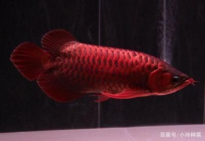 龍魚有體型交小的（體型較小的幾種龍魚品種）