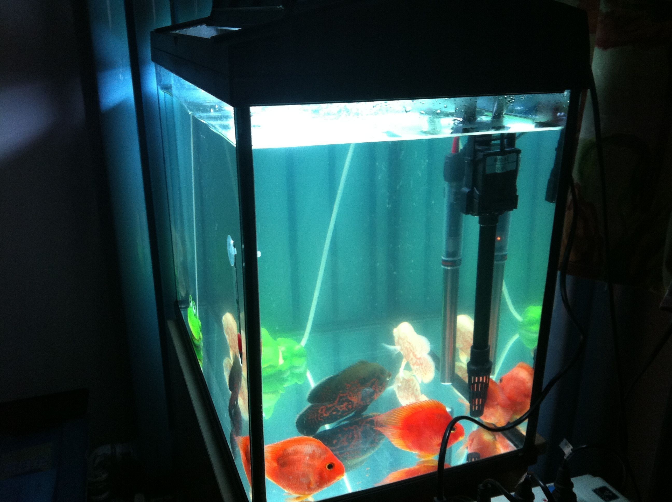 堯權(quán)魚缸：堯權(quán)魚缸促銷活動時間匯總堯權(quán)魚缸促銷活動時間