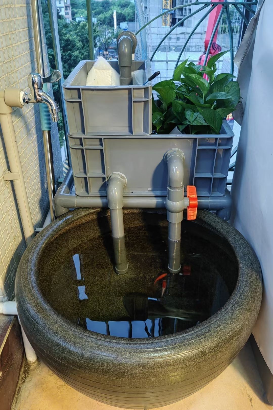 龍魚垂尾怎樣恢復：如何恢復龍魚垂尾 龍魚垂尾怎樣恢復：如何恢復龍魚垂尾 龍魚百科 第5張