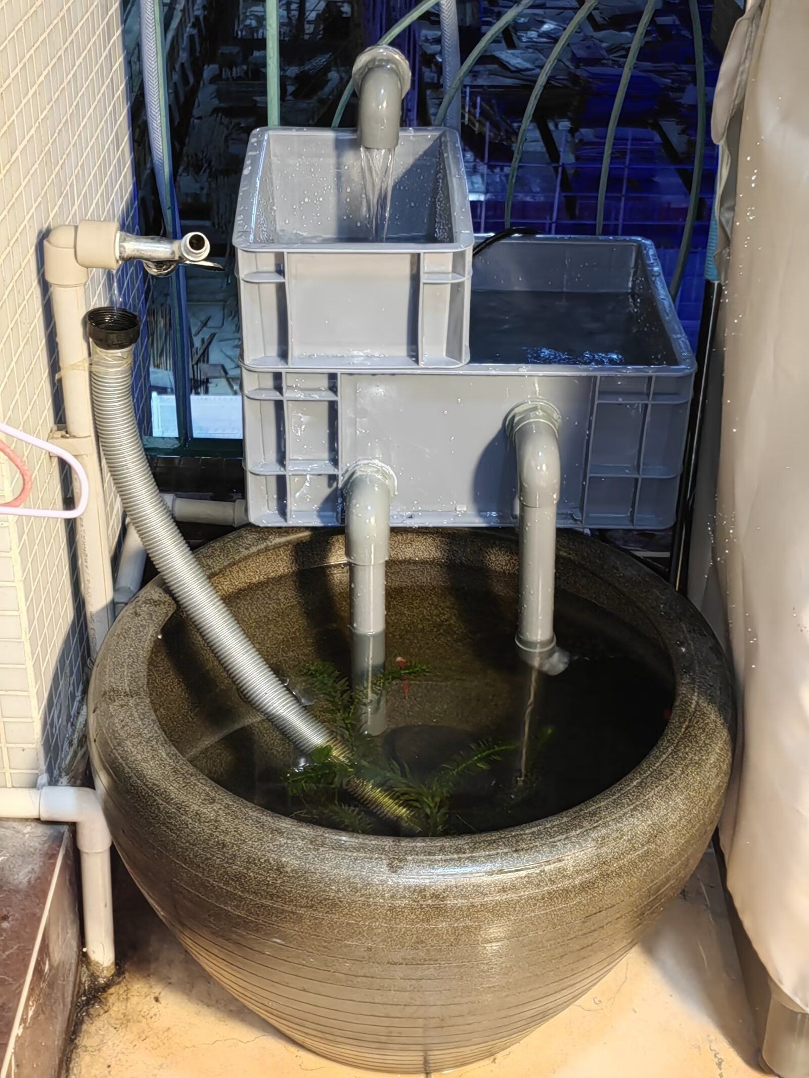 龍魚垂尾怎樣恢復：如何恢復龍魚垂尾 龍魚垂尾怎樣恢復：如何恢復龍魚垂尾 龍魚百科 第3張