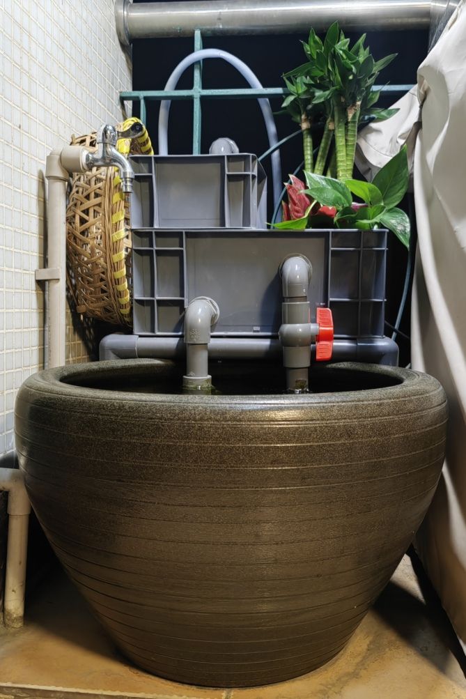 龍魚垂尾怎樣恢復：如何恢復龍魚垂尾 龍魚垂尾怎樣恢復：如何恢復龍魚垂尾 龍魚百科 第6張